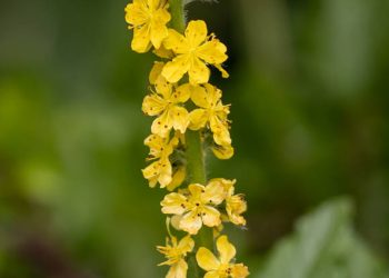 Agrimony
