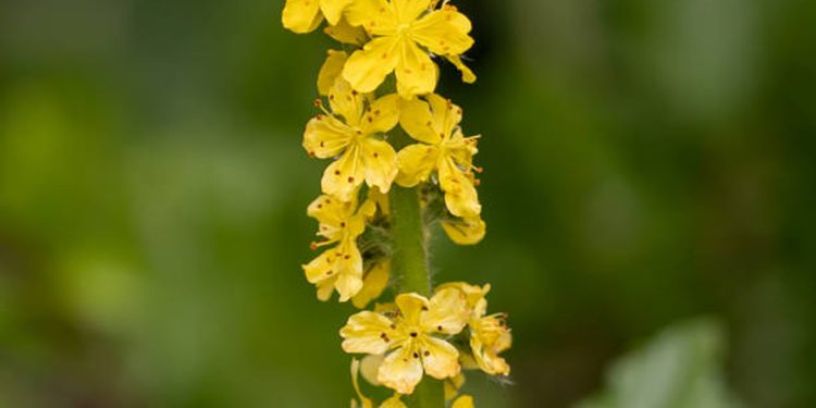 Agrimony