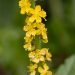 Agrimony