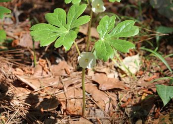 American mandrake