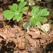 American mandrake