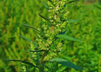American wormseed