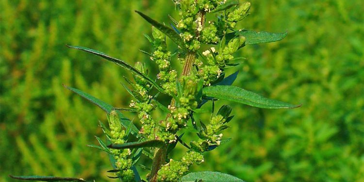American wormseed