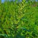 American wormseed