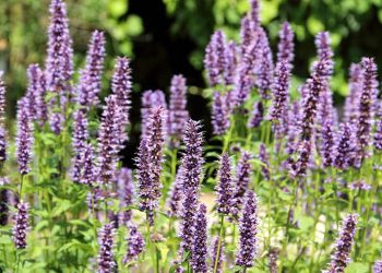 Anise hyssop