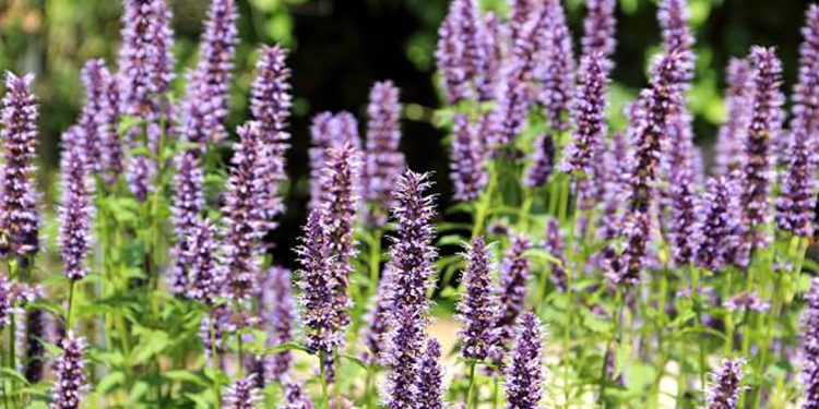 Anise hyssop
