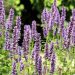 Anise hyssop