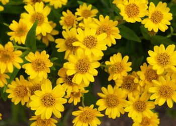 Arnica