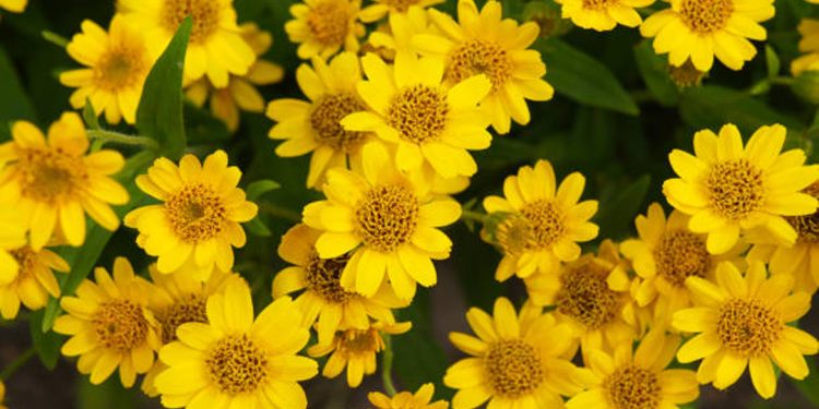 Arnica