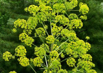 Asafoetida