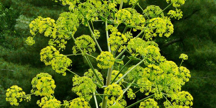 Asafoetida
