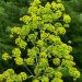 Asafoetida