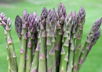 Asparagus