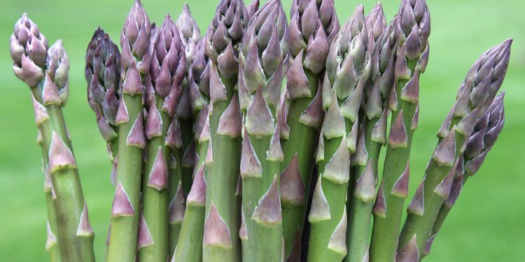 Asparagus