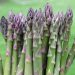 Asparagus