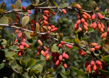 Barberry