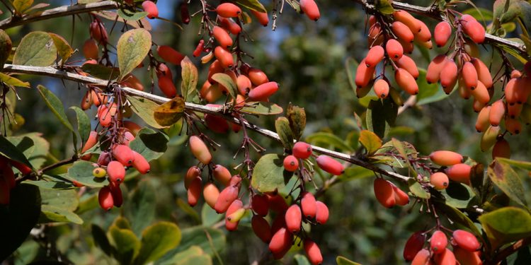 Barberry