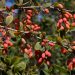 Barberry