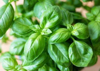 Basil