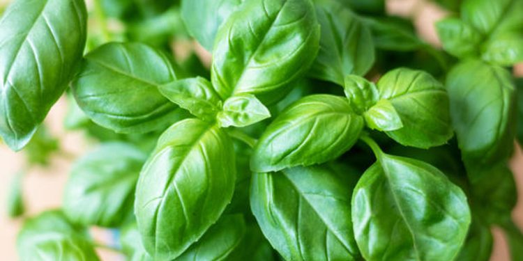Basil