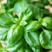 Basil