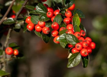 Bearberry