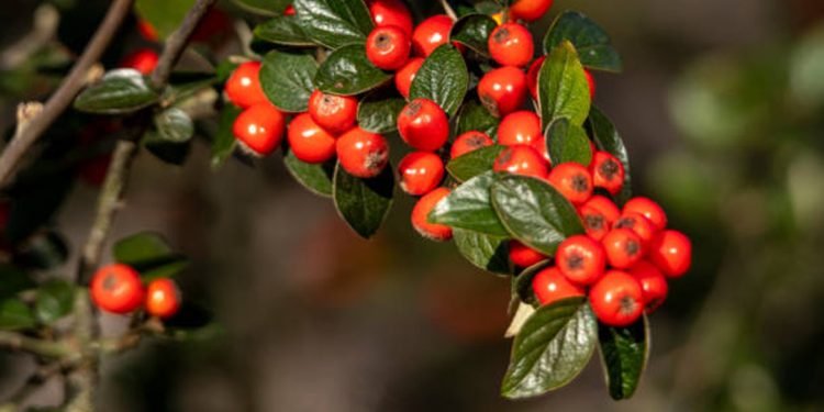 Bearberry