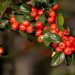 Bearberry