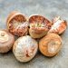 Betel nut