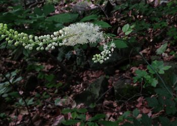 Black cohosh