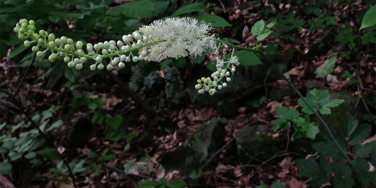 Black cohosh