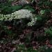 Black cohosh