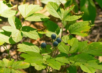 Blue cohosh