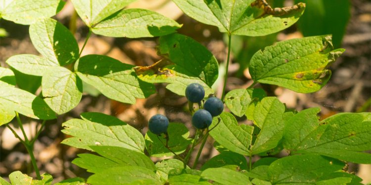 Blue cohosh