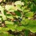 Blue cohosh