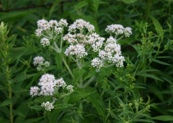 Boneset