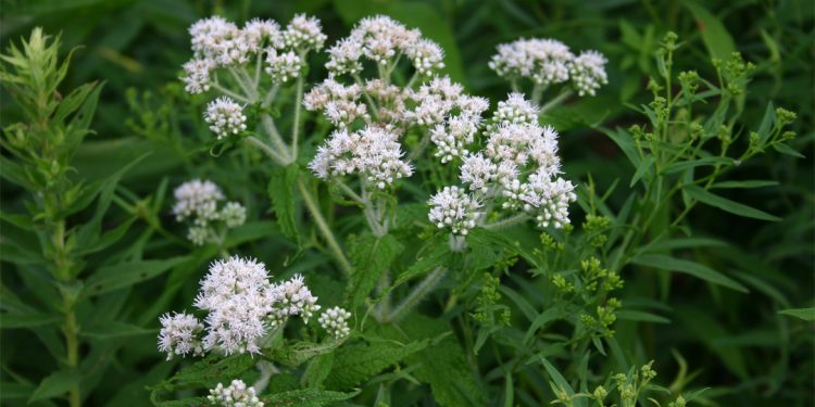 Boneset