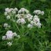 Boneset