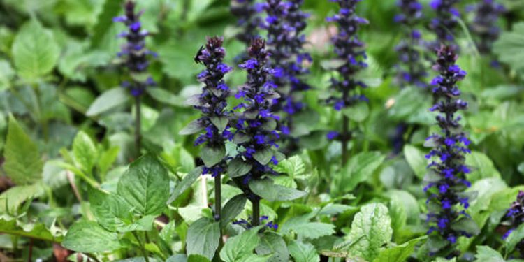 Bugle