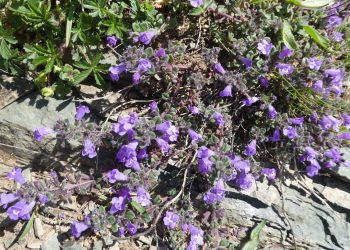 Calamint