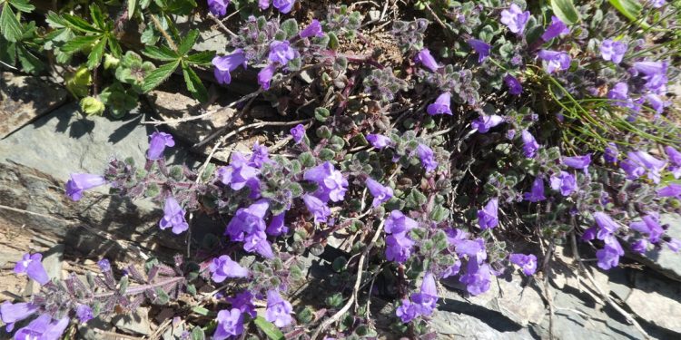 Calamint