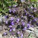Calamint