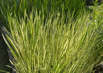 Calamus