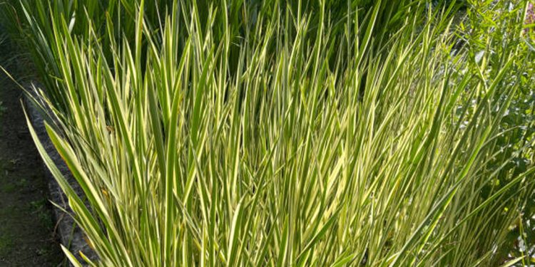 Calamus