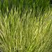 Calamus