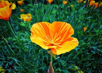 Californian poppy