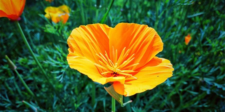 Californian poppy