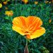Californian poppy