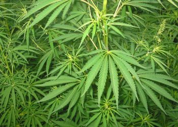 Cannabis