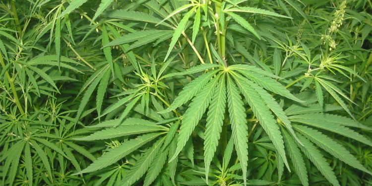 Cannabis